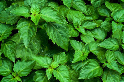 Patchouli Fragrance Oil Heavenly Scents