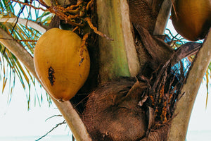 Coconut Woods Fragrance Oil Heavenly Scents
