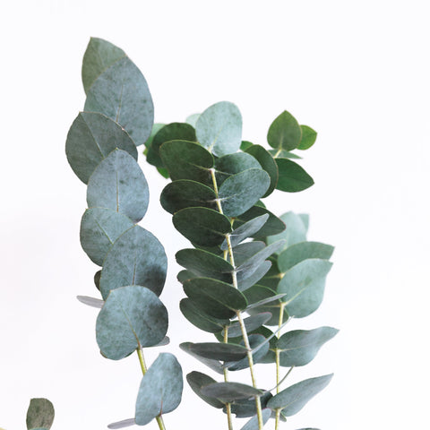 Eucalyptus Spearmint Fragrance Oil Heavenly Scents
