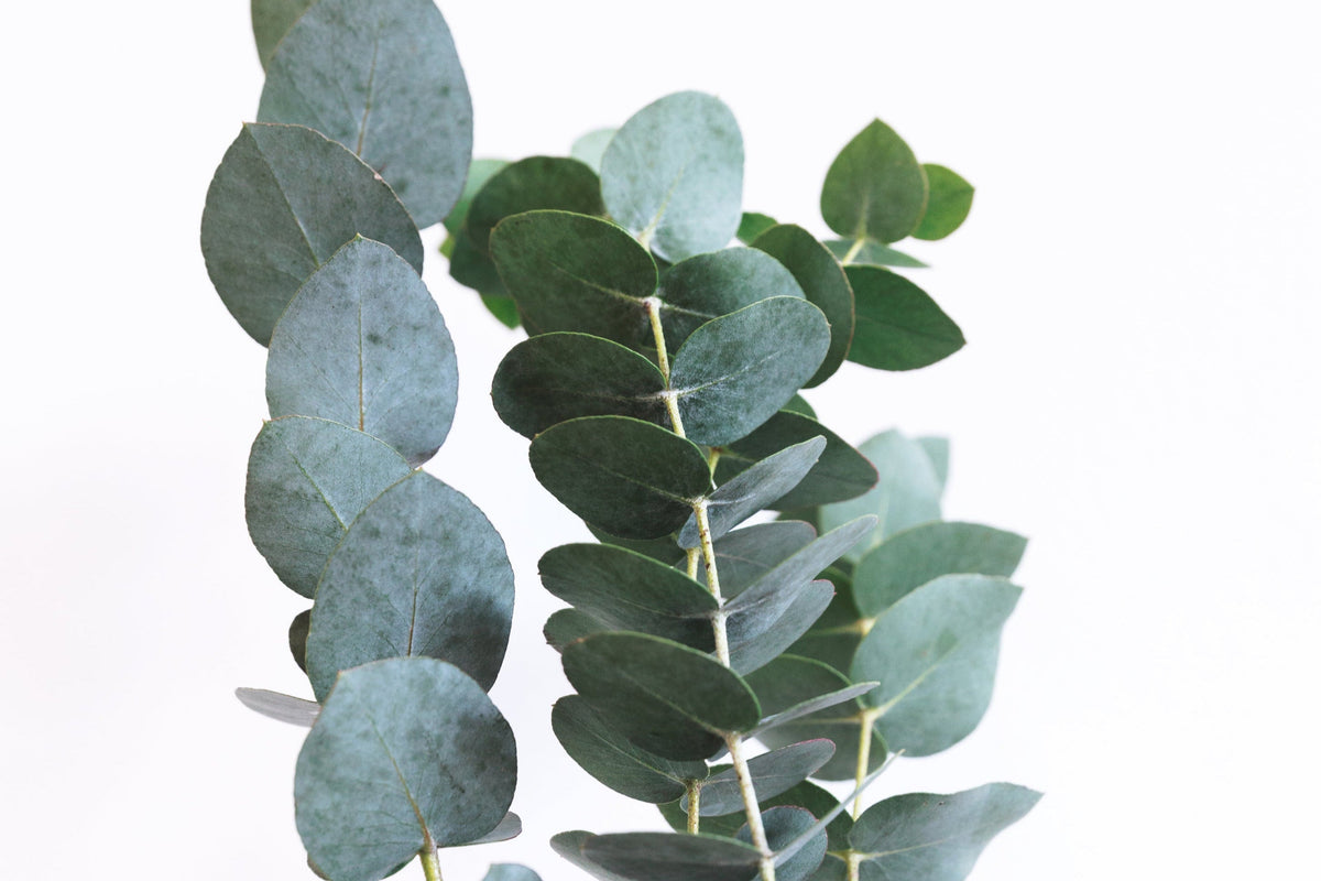 Eucalyptus Spearmint Fragrance Oil Heavenly Scents
