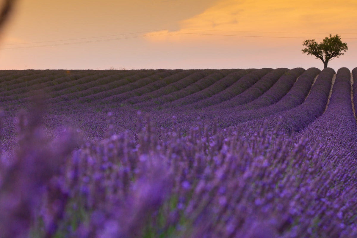 Lavender Fragrance Oil Heavenly Scents