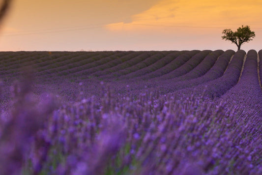 Lavender Fragrance Oil Heavenly Scents