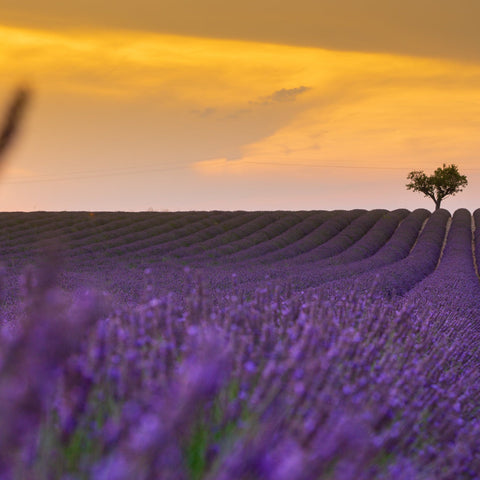 Lavender Fragrance Oil Heavenly Scents