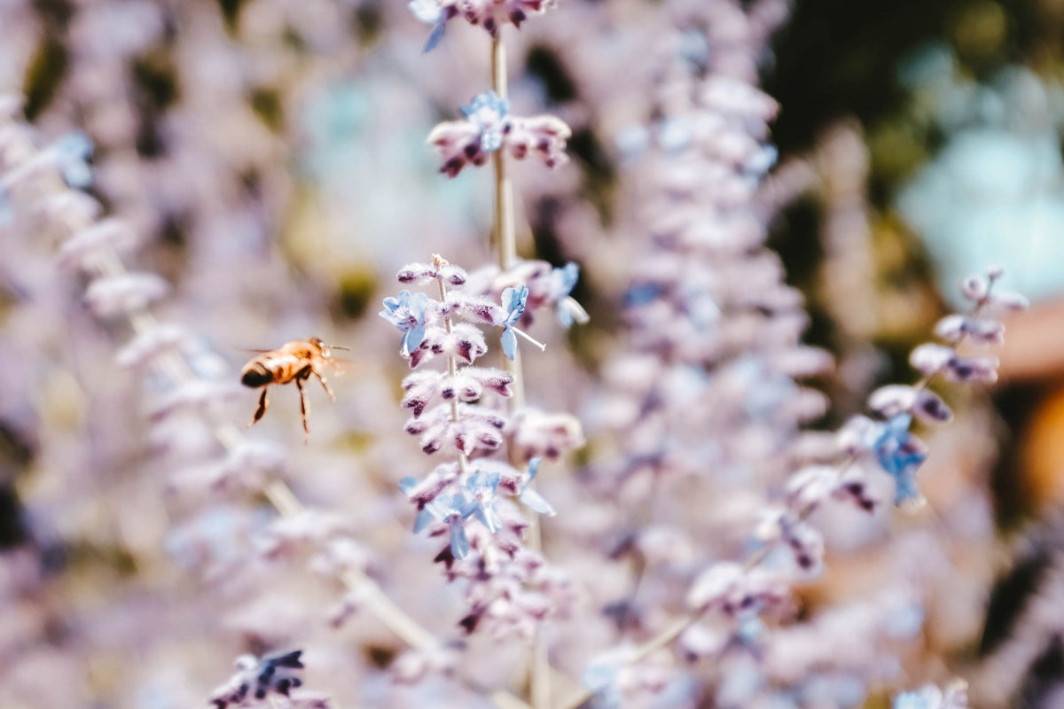 Lavender Vanilla Fragrance Oil Heavenly Scents