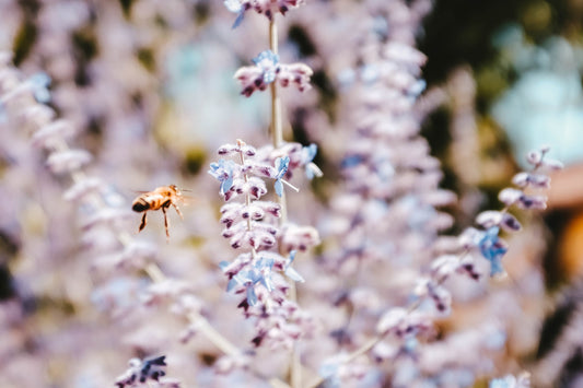 Lavender Vanilla Fragrance Oil Heavenly Scents