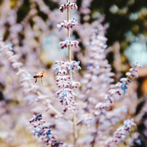 Lavender Vanilla Fragrance Oil Heavenly Scents
