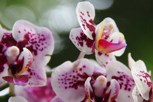 Sea Salt Orchid Fragrance Oil Heavenly Scents