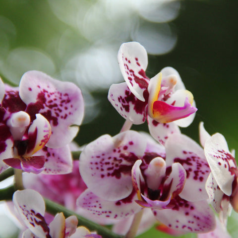 Sea Salt Orchid Fragrance Oil Heavenly Scents