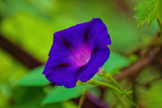 Moonflower Nectar Fragrance Oil