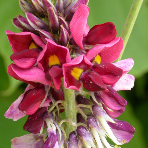 Kudzu Fragrance Oil Heavenly Scents