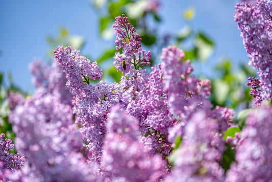 Lilac Blossoms Fragrance Oil