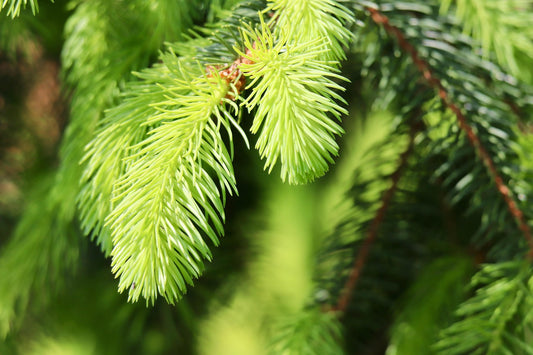 Frasier Fir Fragrance Oil